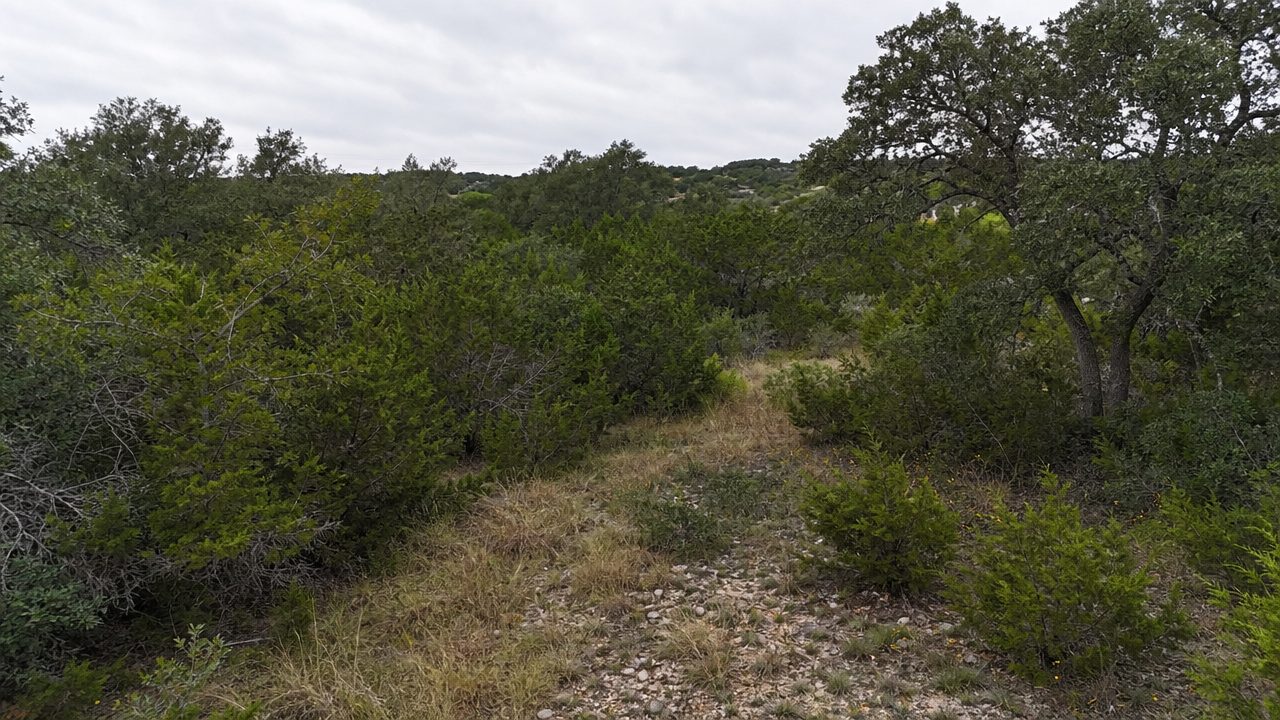 Overgrown lot before clearing